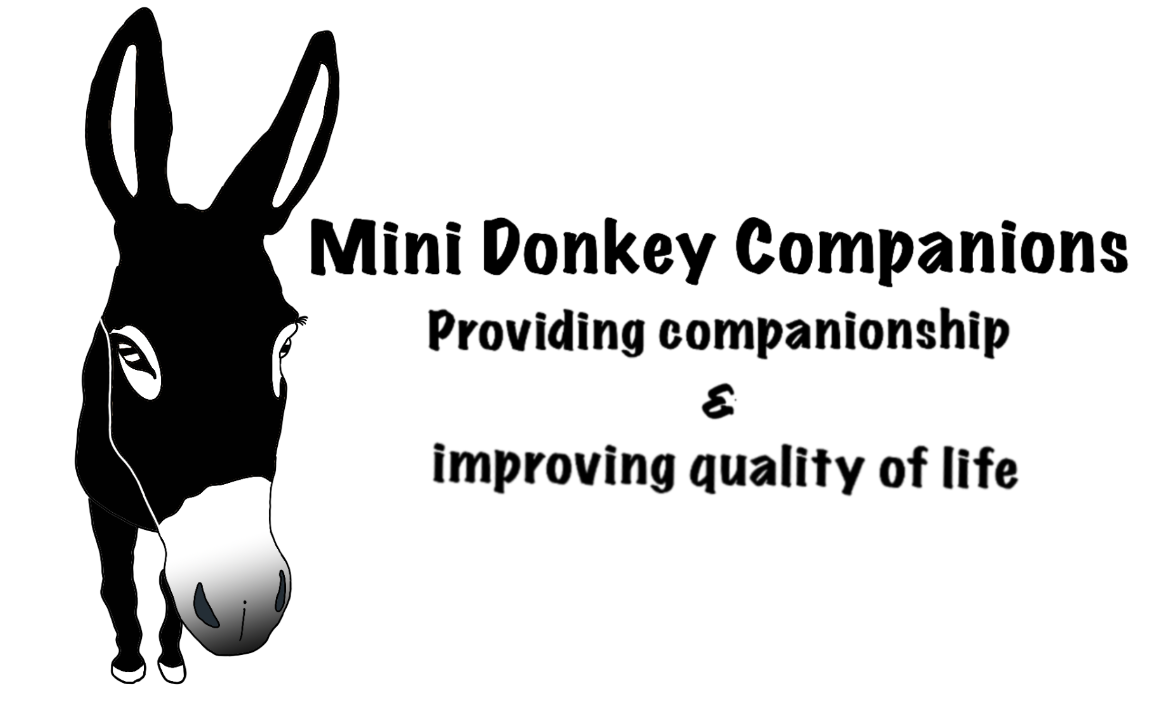 Mini Donkey Companions