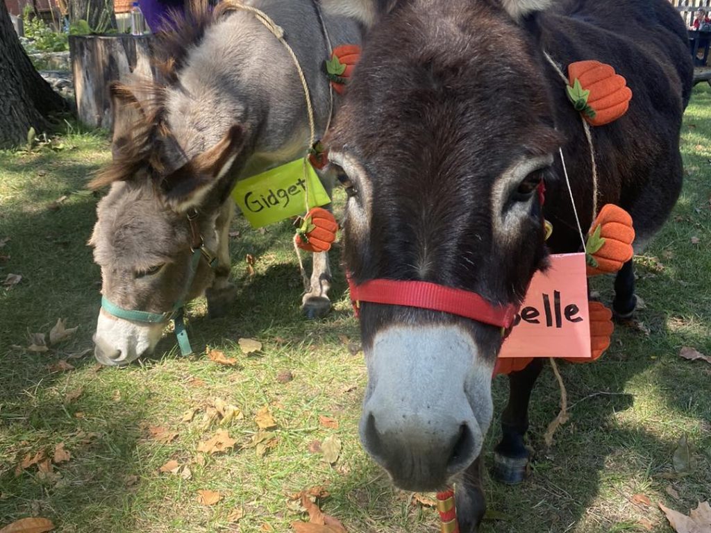 Halloween-Donks